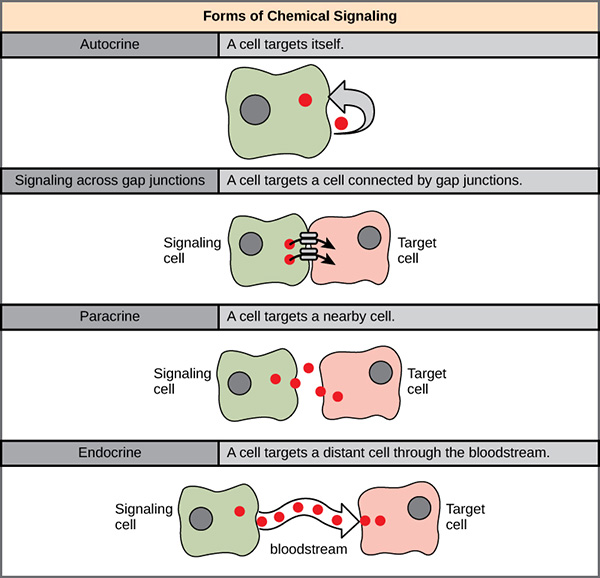 e.hormone | Endocrine System : Types of Hormones