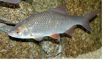 Rutilus Fish