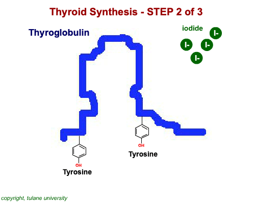 Thyroid Synthesis