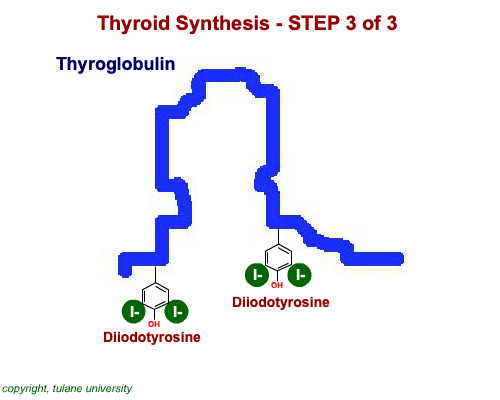 Thyroid Synthesis