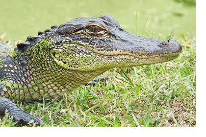 Lake Apopka Alligator