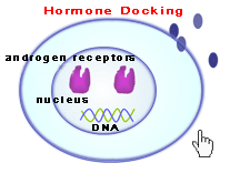 Androgen Receptor Binding