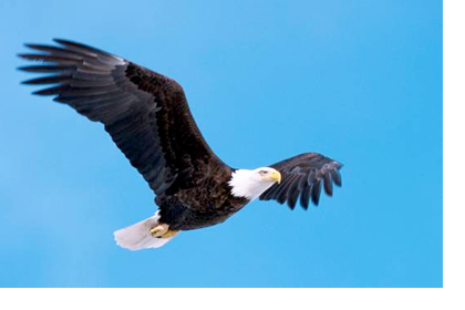 bald eagle