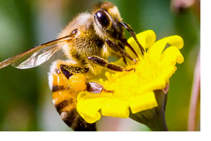 bee on flower