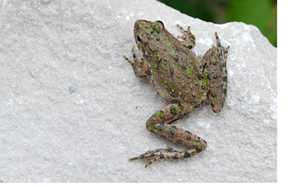 Cricket Frog