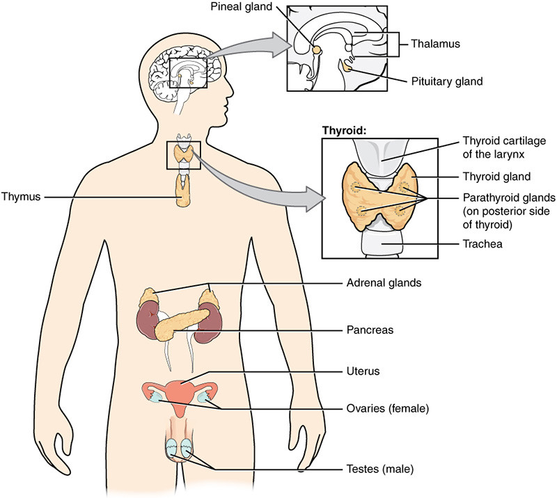 endocrine system functions