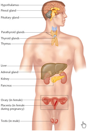 female endocrine system