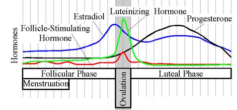 Male Hormonal Cycle