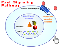 Fast Signaling Pathway