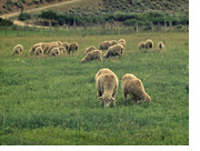 grazing sheep