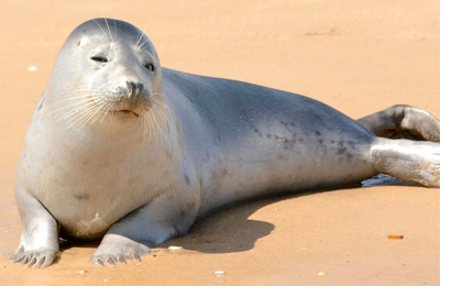 harbor seal