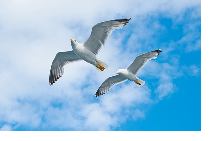 herring gull