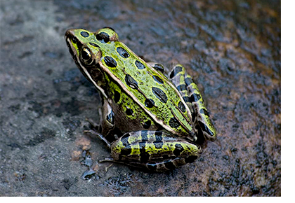 Leopard Frog