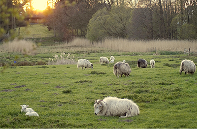 grazing sheep