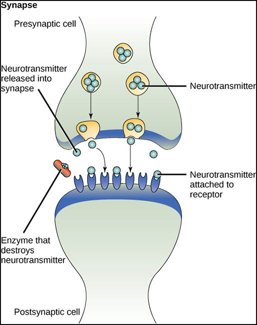 synapse