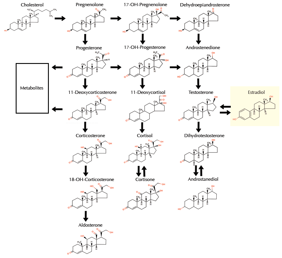 http://e.hormone.tulane.edu/learning/images/synthesis-estrogen.gif