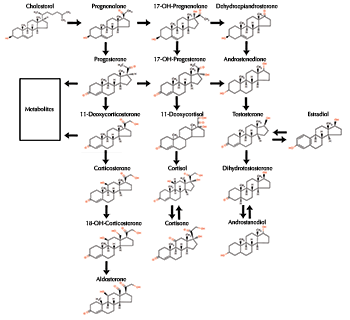 Cholesterole to Estrogen  Synthesis Diagram