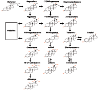 Steroid synthesis pathway humans