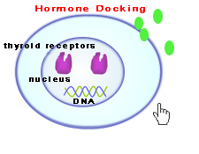 Thyroid Receptor Binding