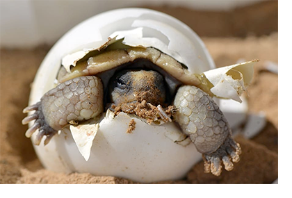 turtle hatching